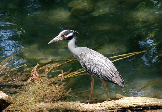 NBbird-935-web