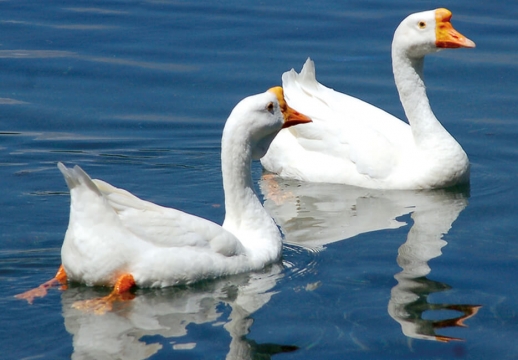 NBswans-935-web
